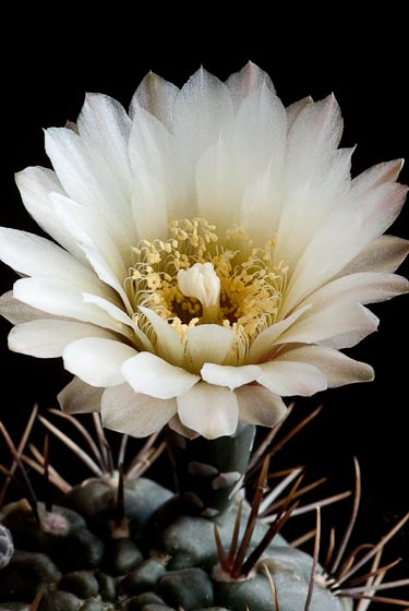 Gymnocalycium radekii
